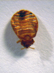 bed bug