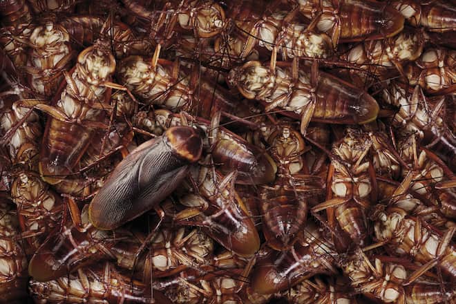 How Does a Cockroach Infestation Occur