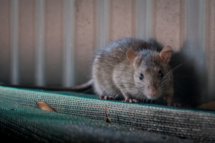 How to Get Rid of Mice in the Winter