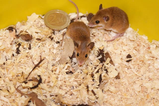 How to Get Rid of Mice Using Household Products