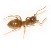 citronella ant control Georgetown