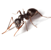 pavement ant control Georgetown