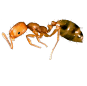 pharaoh ant control Georgetown