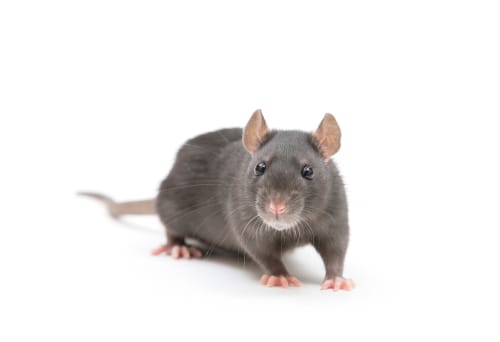 rat exterminator Georgetown