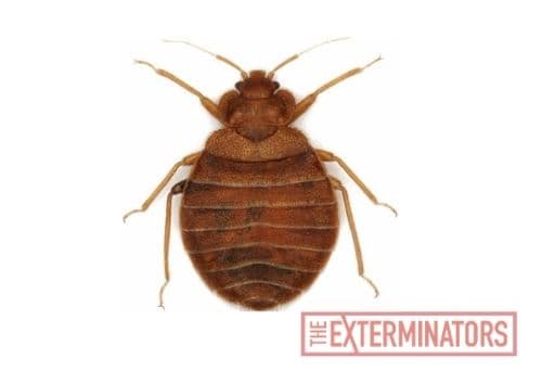 bed bug exterminator pest control Georgetown