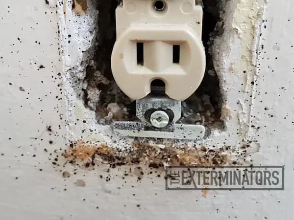 bed bugs in wall outlet