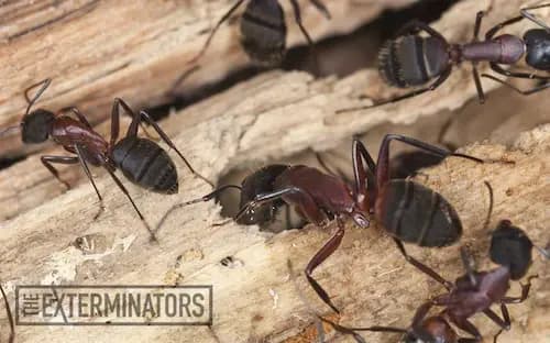 carpenter ants exterminator Georgetown
