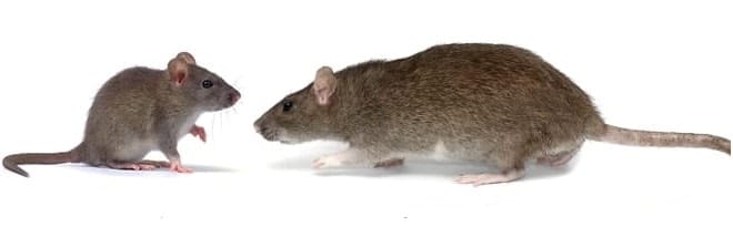 differences between rats and mice