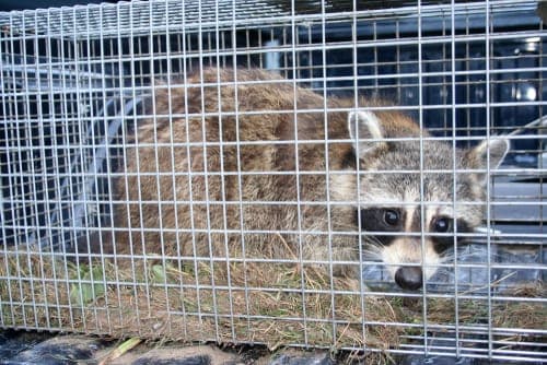 expert raccoon removal george town