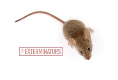 mice exterminator george town