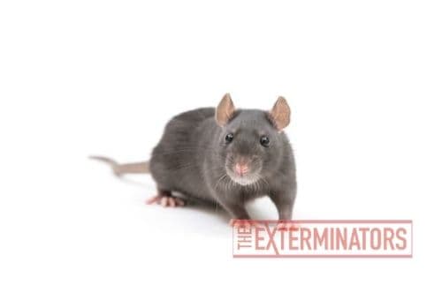 rat exterminator George town