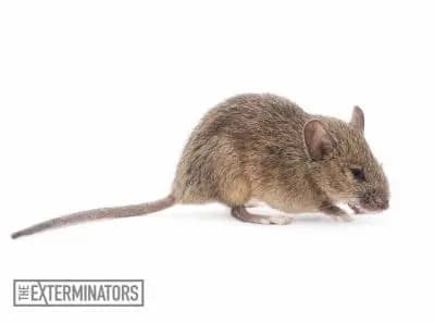 rodent extermination george town