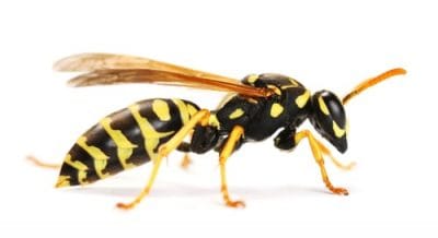 wasp removal george town