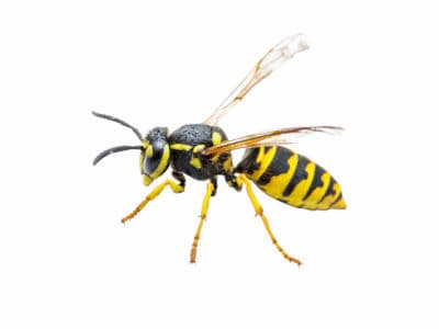 yellow jackets removal George town