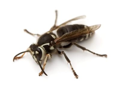 Bald-Faced-Hornets-.jpg Bald-Faced-Hornets-.jpg