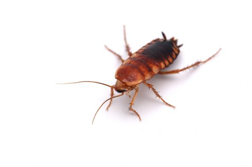 Get-Rid-of-the-Cockroaches-Exterminator-Hamilton.jpg Get-Rid-of-the-Cockroaches-Exterminator-Hamilton.jpg