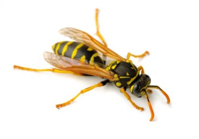 PAPER-WASPS-.jpg PAPER-WASPS-.jpg