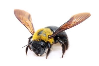 carpenter bees removal george town