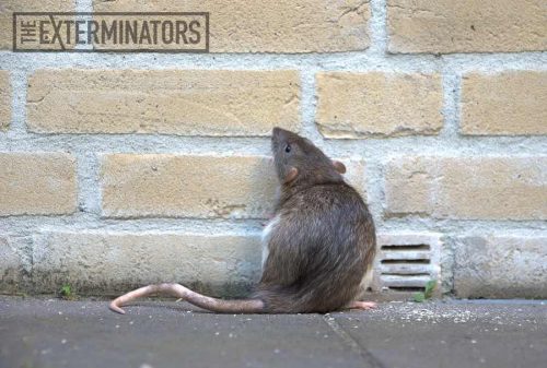 rat-removal-hamilton.jpg rat-removal-hamilton.jpg