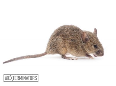 rodent extermination mouse control Georgetown rodent extermination mouse control Georgetown