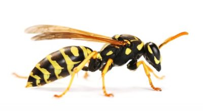 wasp-removal-hamilton.jpg wasp-removal-hamilton.jpg